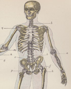 antique human anatomy prints